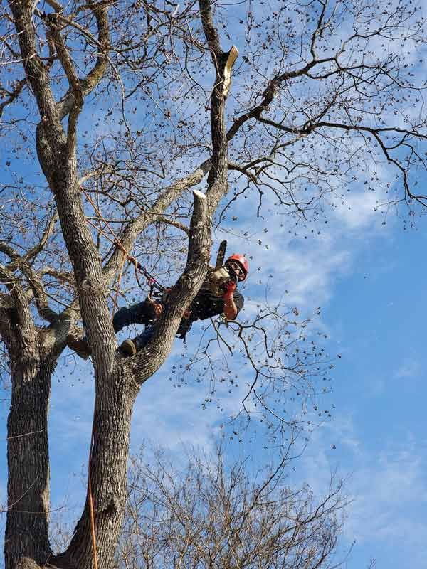 Tree Services in Stone Oak, TX
