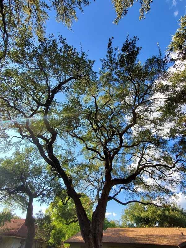 Tree Trimming in Austin, TX