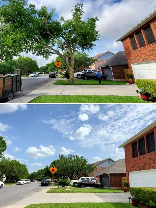 Before and after tree services