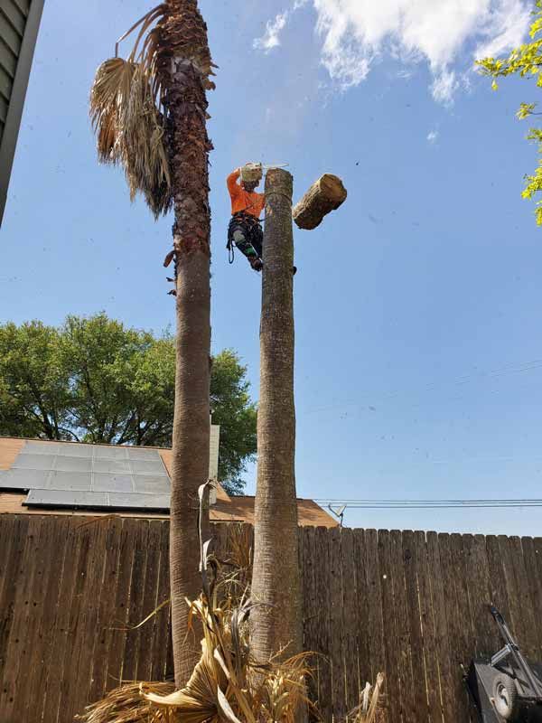 Palm Tree Removal Services
