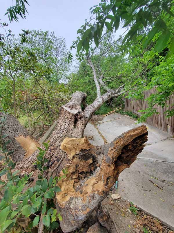 Fallen Tree Removal Services