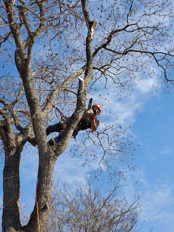 Tree Trimming Services