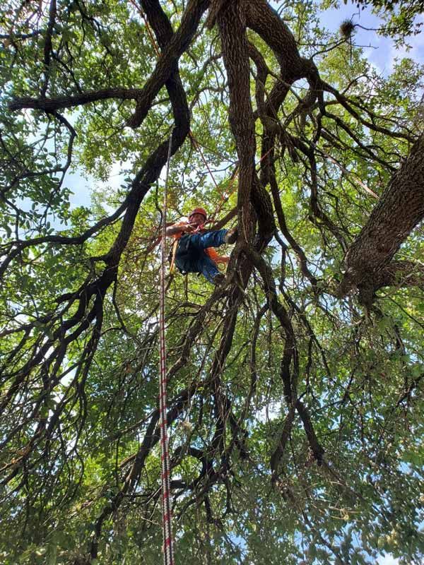 Tree Trimming Services