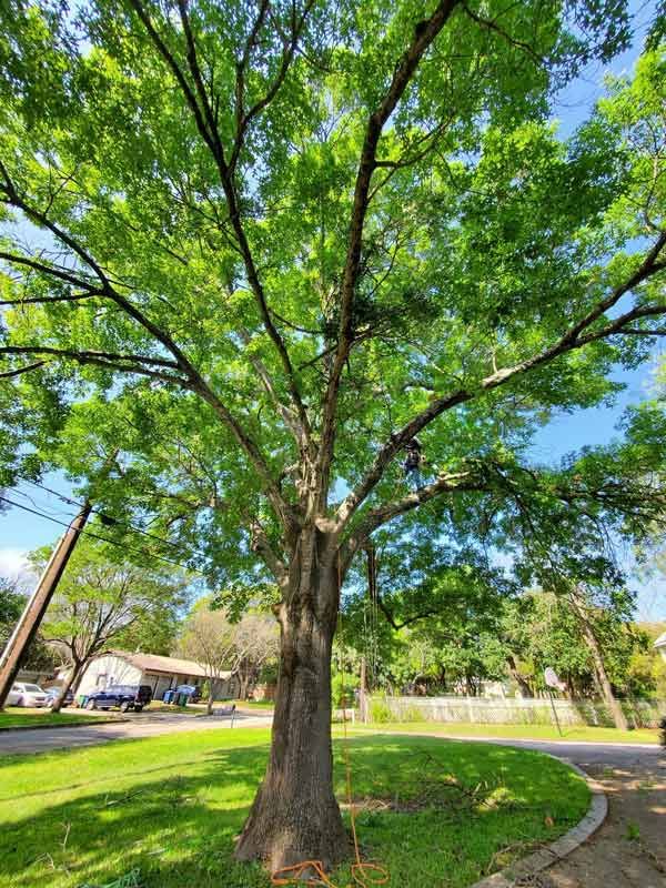 Oak Tree Trimming