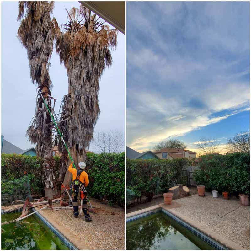 Before and After Palm Tree Removal