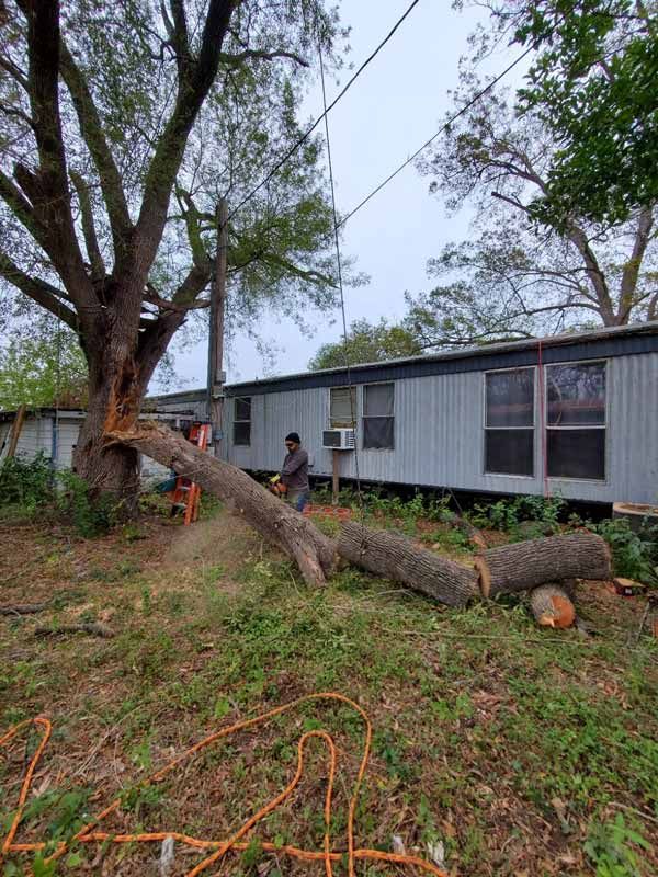 Tree Trimming Services