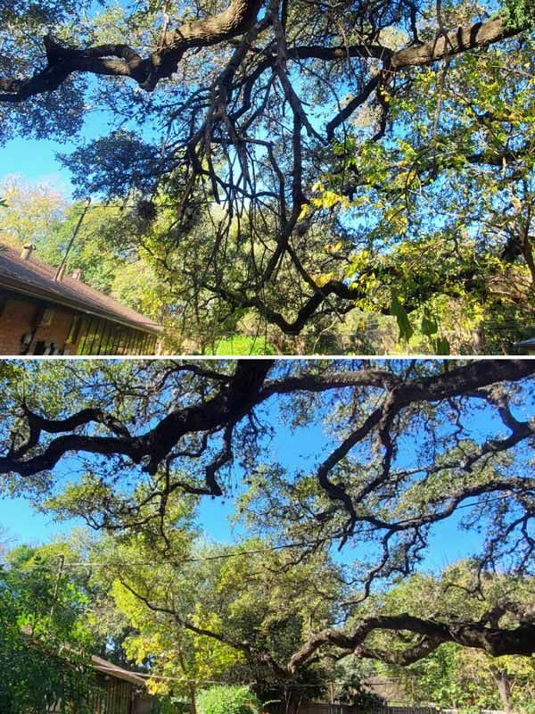 Before and after tree service trimmming